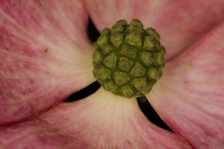 Center of a red pink flower with a green middle bit.の写真素材