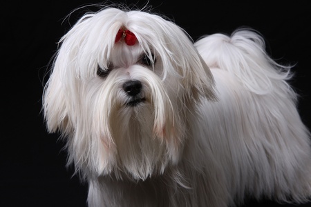 A cute white Maltese dog with red ribbon looking at the camera against a black background.の写真素材