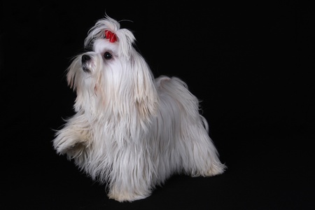 A cute white Maltese dog with red ribbon standing up with one front paw raised against a black background.の写真素材