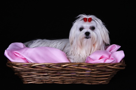 A cute white Maltese dog with red ribbon in a basket against a black background.の写真素材