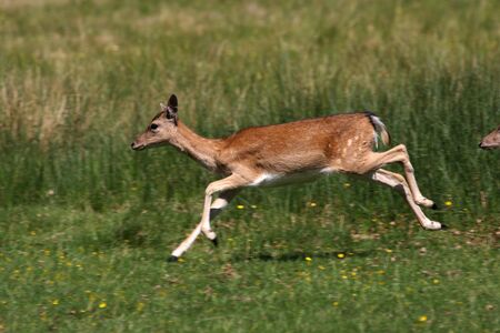 A wild fallow deer running away across the grass.の写真素材