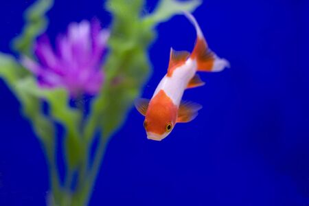 A red and white goldfish in a tank with a pink flower against a blue background.の写真素材