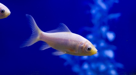 A pure white goldfish in a tank against a blue background.の写真素材