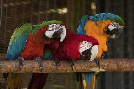 Three different colourful macaw parrots. The first is a Catalina Macaw, the middle one is a green...