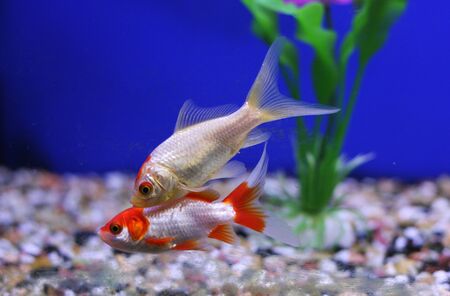 Two goldfish in an aquarium with greenery and a blue background
