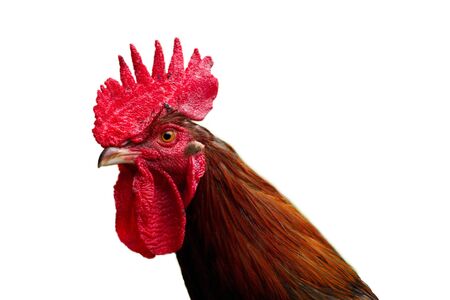 The side view of the head of a cockrel rooster on a white background.の写真素材
