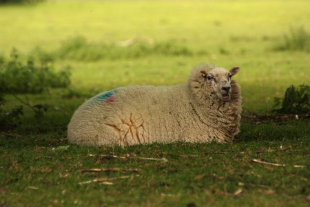 A sheep laid down in a field in the shade.の写真素材