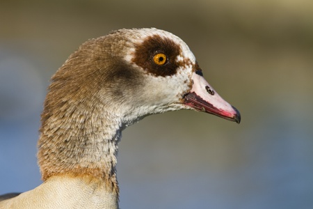 Side head shot of an egyptian goose against a natural muted background.の写真素材