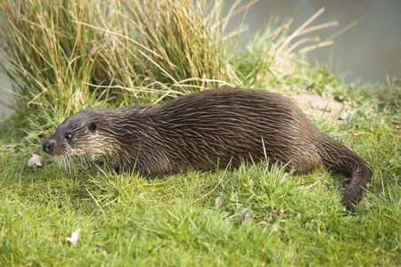 Native British otter on the grass on a river bank.の写真素材