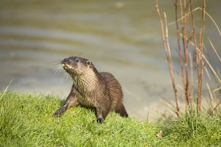 Native British otter on the grass on a river bank.の写真素材