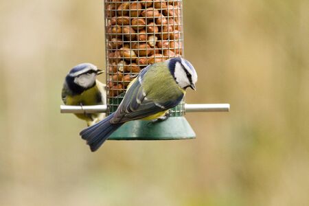 Two blue tits on a peanut feeder against a neutral brown background.の写真素材