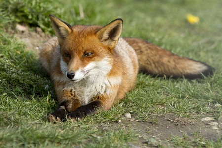 A red fox laid on some grass in sunlightの写真素材