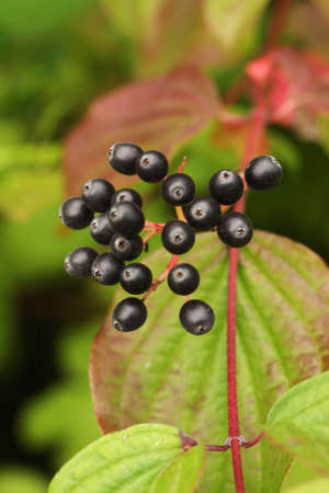 Vertical shot of ripe black currants growing on the fruit bush.の写真素材