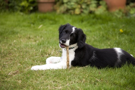 A black and white border collie puppy dog laid down on grass chewing a stick and looking at the camera.の写真素材