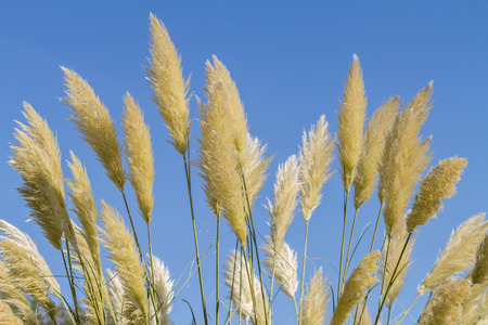 Tall pampass grass swaying majestically in the wind against a blue sky.の写真素材