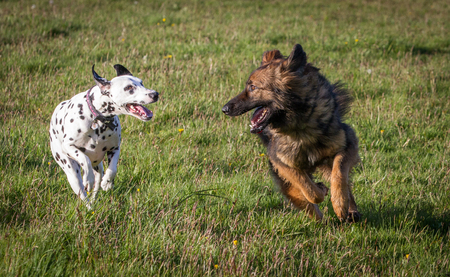 Two friendly dogs running together and looking at each other.  German Shepherd and Dalmatian.