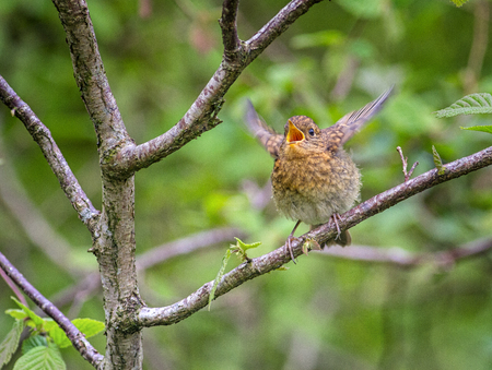 Juvenile robin begging for food by squarking and flapping for attention.  Fluttering her wings.の写真素材