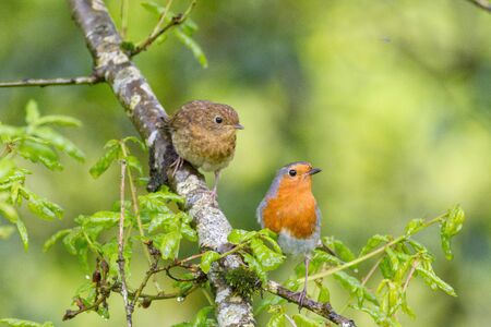 Robin parent with his youngster begging for food next to him.の写真素材
