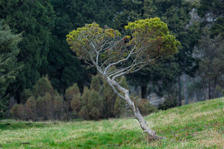 treeの写真素材