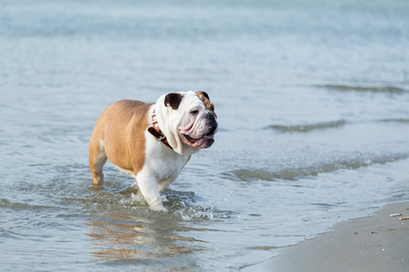 English bulldog out of the waterの写真素材