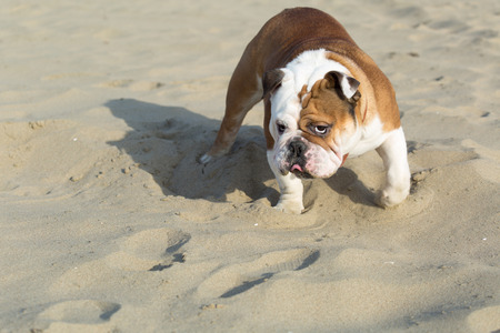 English Bulldog looking sternlyの写真素材