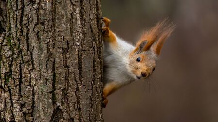 Surprised squirrel, peeking from behind a treeの写真素材