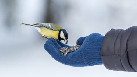 tit eats sunflower seeds from a hand.の写真素材