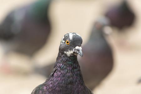 portrait of a dove half-turnedの写真素材