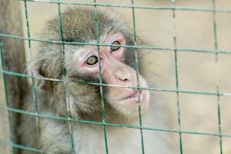 Portrait of a monkey sitting in a cage.の写真素材