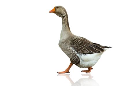 Grey a goose walks on a white backgroundの写真素材