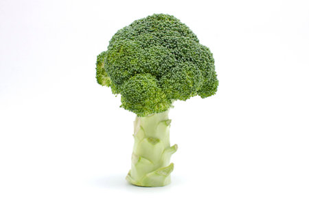 Fresh broccoli on white backgroundの写真素材