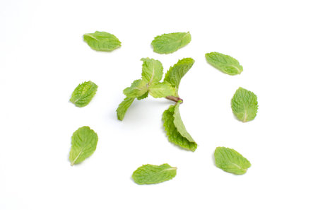 Mint is vegetable organic food ingredients Can be used for cooking.の写真素材