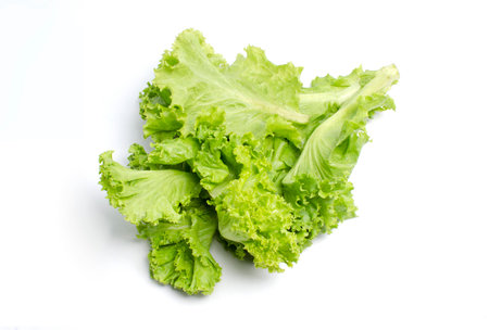 Lactuca sativa is vegetable organic food ingredients Can be used for cooking.の写真素材