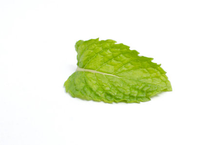 Mint is vegetable organic food ingredients Can be used for cooking.の写真素材