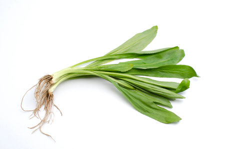 Eryngium foetidum is vegetable organic food ingredients Can be used for cooking.の写真素材