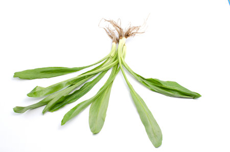 Eryngium foetidum is vegetable organic food ingredients Can be used for cooking.の写真素材