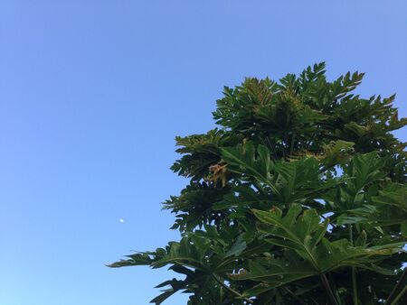 Papaya treeの素材
