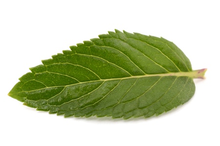 Mint leaf on a white background