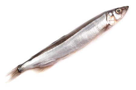 Capelin on a white backgroundの写真素材