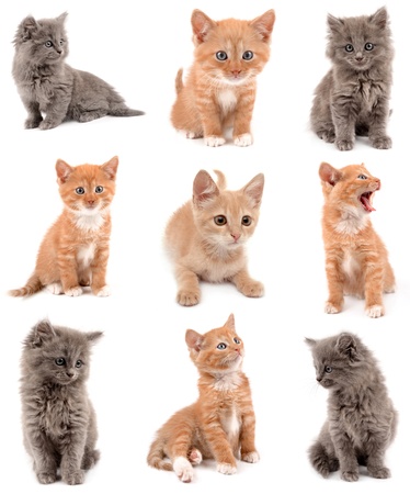 collection of kittensの写真素材