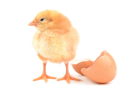 Chicken on a white backgroundの写真素材