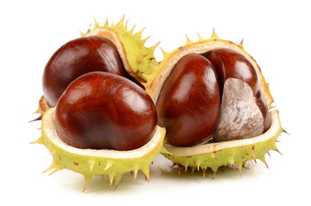 Chestnuts on a white backgroundの写真素材