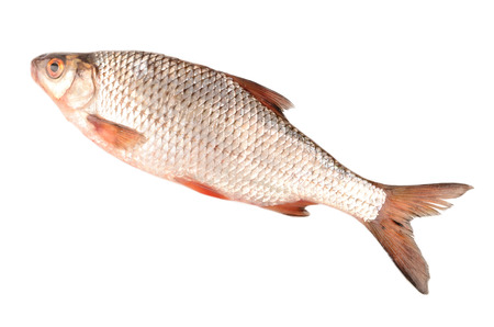 rudd fish
