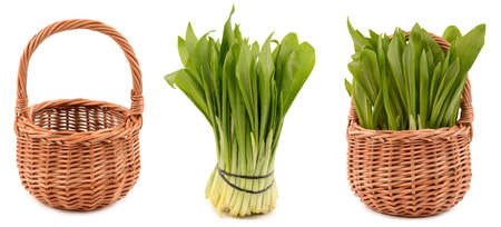 Ramson on white backgroundの写真素材