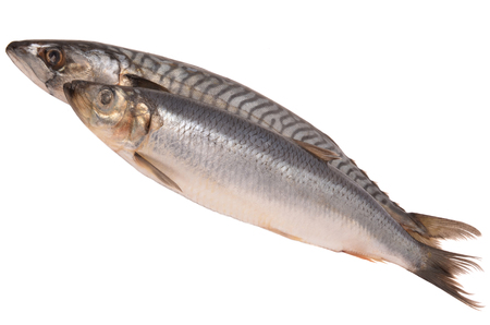 Mackerel and herring on a white backgroundの写真素材