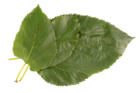poplar leaf