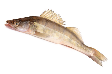 pike perch on a white backgroundの写真素材