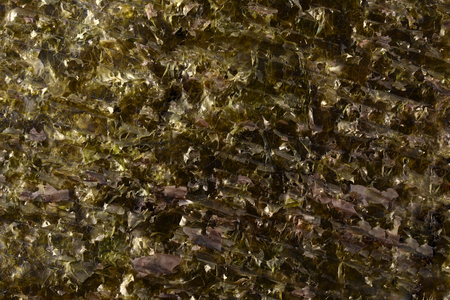 Dried seaweedの写真素材
