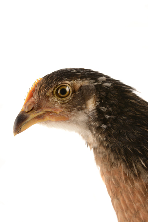 chickenの写真素材