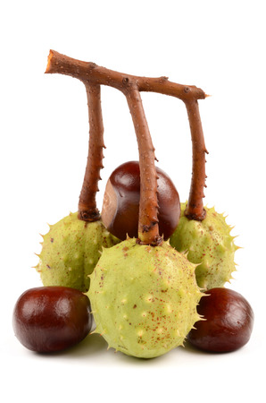 Fresh chestnuts isolated on a white backgroundの写真素材